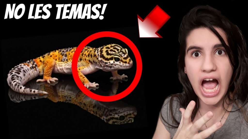 Venciendo el miedo: La Salamanquesofobia y cómo superarla 1 venciendo el miedo la salamanque